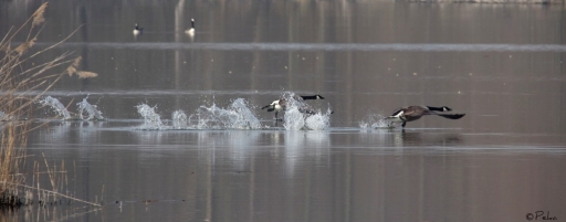 2014-03-19 / shiba
shiba [Faune sauvage]
