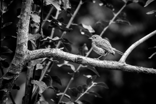 2015-08-26/galuchar
galuchar [Noir et Blanc, Sepia et desaturation partielle]
