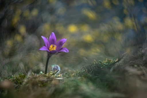 2021-03-24/Opus21
Opus21 [Flore et Botanique]
