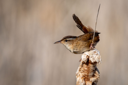2021-05-23/charrac
charrac [Faune sauvage]
