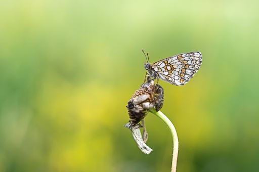 2021-07-13/ Opus21
Opus21 [Macro et proxiphotographie nature]
