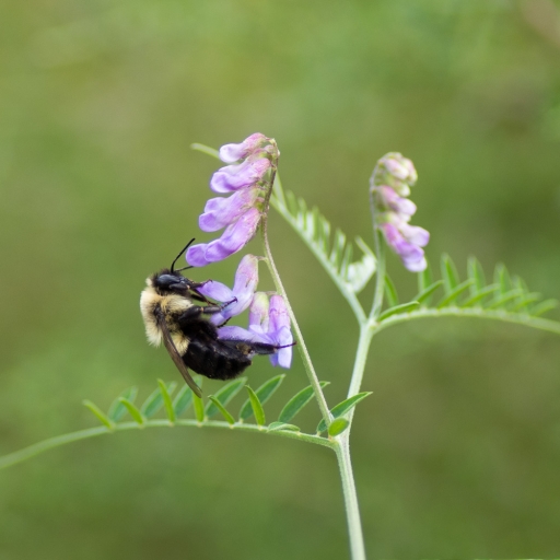 2021-08-24/K1ribou
K1ribou [Macro et proxiphotographie nature]

