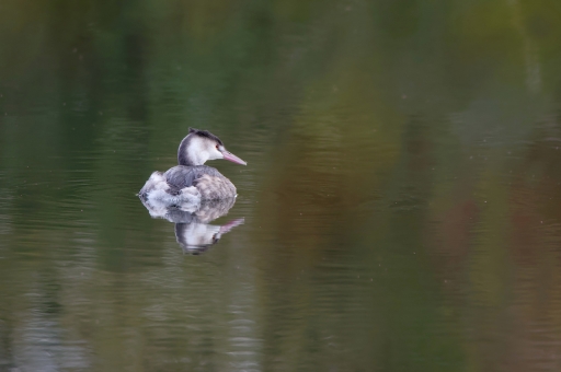 2021-1105/ charlysouho
charlysouho [faune sauvage]
