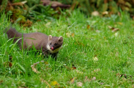 2021-11-07/ papy57
papy57 [faune sauvage]
