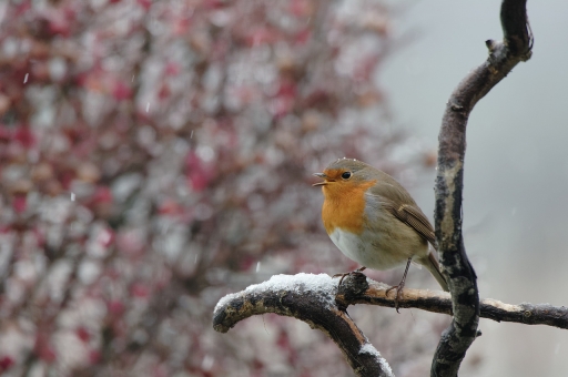 2021-12-15/charlysouho
charlysouho [Faune sauvage]
