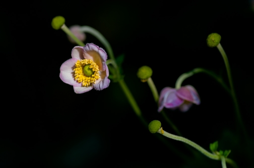 2015-09-16/ LeBernard
LeBernard [Flore et Botanique]
