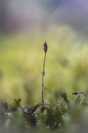 2022-02-09/Opus21
Opus21 [Macro et proxiphotographie nature]
