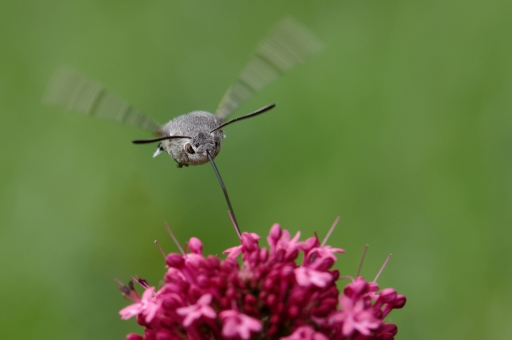 2022-06-08/charlysouho
charlysouho  [Macro et proxiphotographie nature]
 
