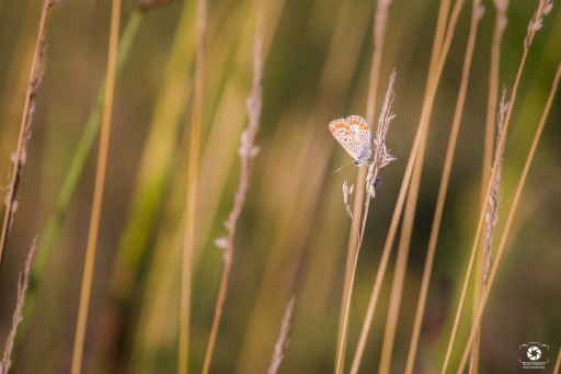 2022-06-28/nicolias03
nicolas03 [Macro et proxiphotographie nature]
