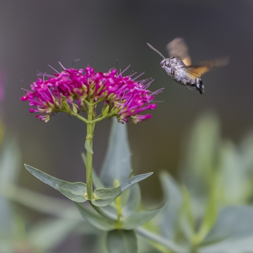 2022-06-29/jagulian
jagulian  [Macro et proxiphotographie nature]

