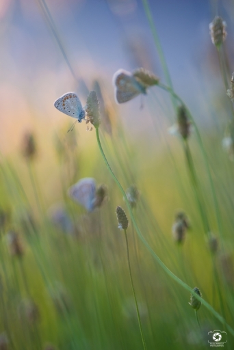 2022-07-20/nicolas03
nicolas03 [Macro et proxiphotographie nature]
