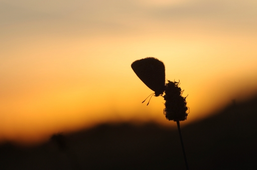 2022-07-20/papy57
papy57 [Macro et proxiphotographie nature]
