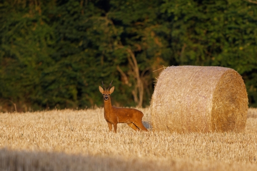 2022-07-21/charlysouho
charlysouho [Faune sauvage]
