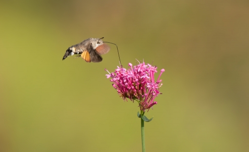 2022-08-17/dedales
dedales [Macro et proxiphotographie nature]
