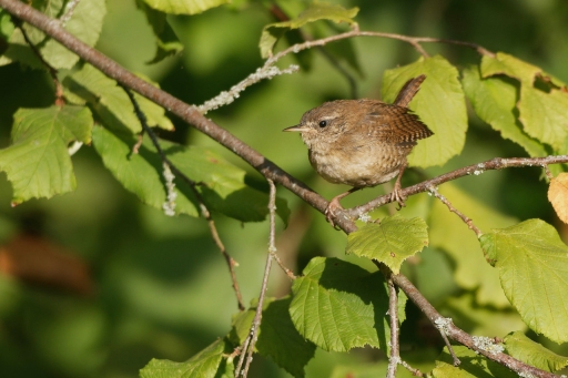 2022-09-07/charlysouho
charlysouho [faune sauvage]

