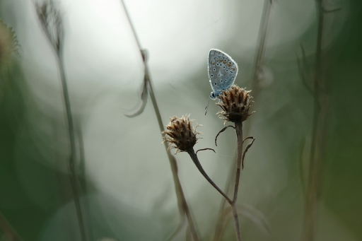 2022-09-22/charlysouho
charlysouho [Macro et proxiphotographie nature]

