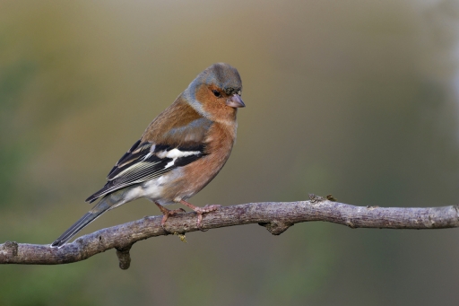 2022-12-28/charlysouho
charlysouho [Faune sauvage]
