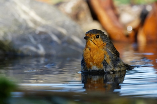 2022-12-31/charlysouho
charlysouho [faune sauvage]
