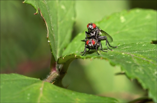 2014-10-07 / Kobaia
Kobaia [Macro et proxi-photo]
