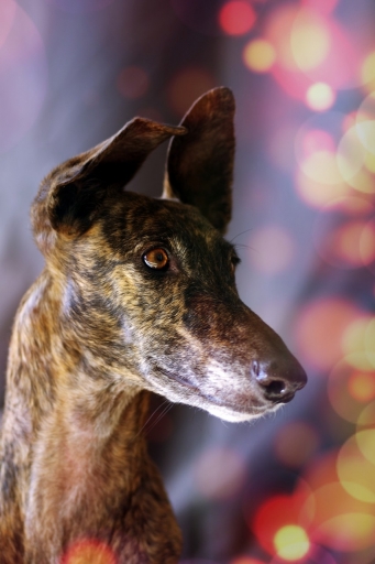 2023-03-15/ noa08
noa08 [Animaux domestiques ou captifs]
