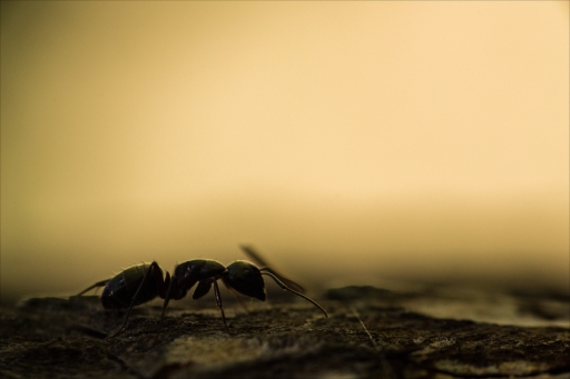 2023-03-22/pierrot73210
pierrot73210 [Macro et proxiphotographie nature]
