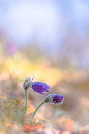 2023-03-30/Opus21
Opus21 [Flore et Botanique]
