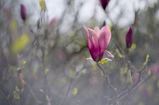 2023-04-12/Lebernard
leBernard [Flore et Botanique]
