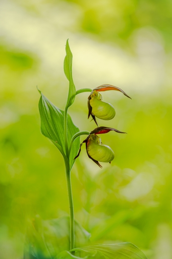 2023-06-07/Opus21
Opus21  [Flore et Botanique]
