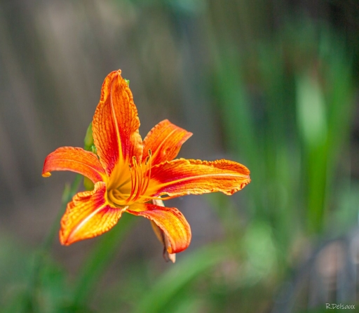 2023-08-24/einstein1976
einstein1976 [Macro et proxiphotographie nature]
