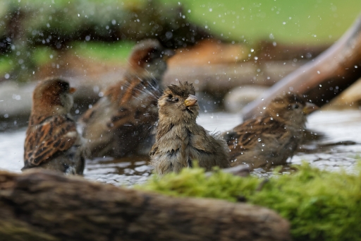 2023-11-22/charlysouho
charlysouho [Faune sauvage]

