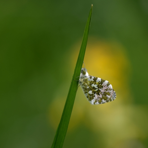 2024-04-11/charlysouho
charlysouho [Macro et proxiphotographie nature]
