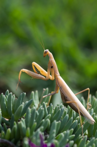 2015-09-22/jp49
jp49 [macro et proxiphotographie nature]
