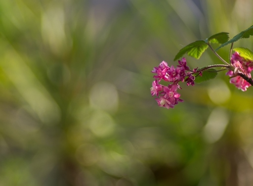 2015-04-18/step55
step55 [Fleurs]
