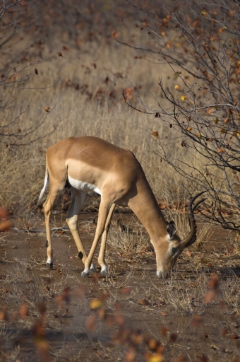 2017-12-27/FreD69
FreD69 [Faune sauvage]
