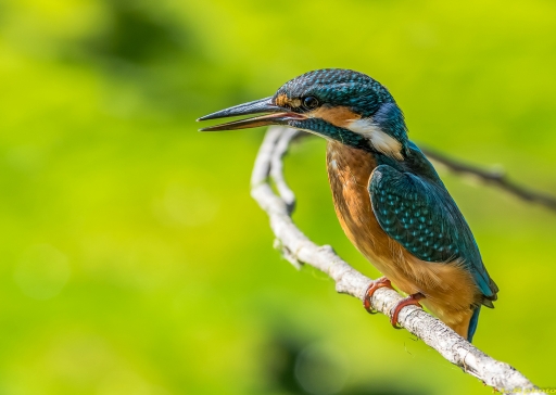 2016-07-26/phoenix1366
phoenix1366[Faune sauvage]
