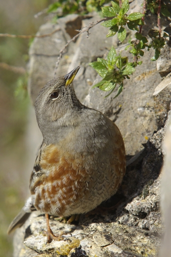 2015-12-15/david81
david81 [Faune sauvage]
