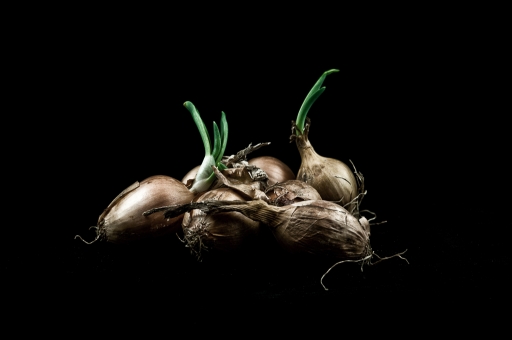 2019-03-06/TOFTOF
TOFTOF [Natures mortes, photos d'objets] 
