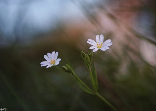 2019-04-30 /CarpoDingo
CarpoDingo [Flore et Botanique]
