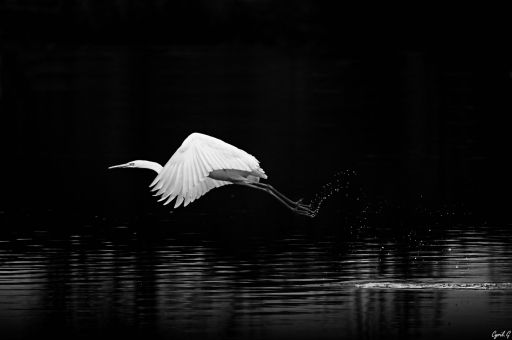 2019-02-13/CarpoDingo
CarpoDingo [Faune sauvage] 
