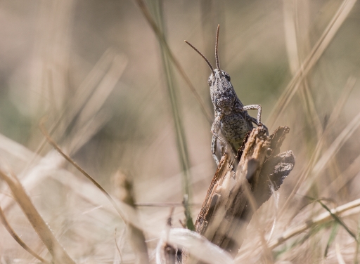 2017-07-19/TOFTOF
TOFTOF [Macro et proxiphotographie nature]
