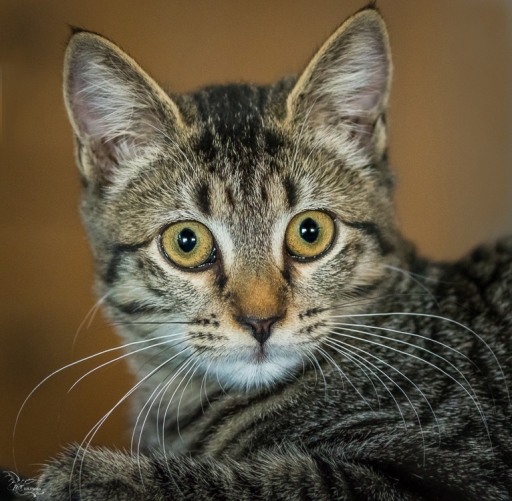 2017-09-20 phoenix 1366
phoenix 1366 [Animaux domestiques ou captifs]
