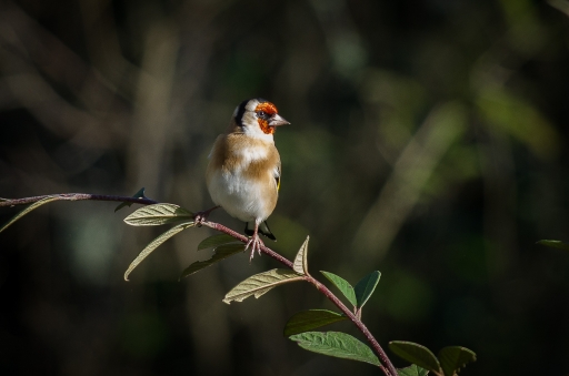 2017-12-20/LeBernard
LeBernard [Faune sauvage]
