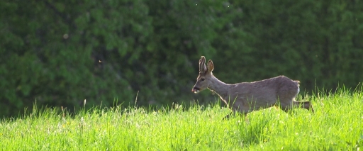 2018-04-25 / papy57
papy57 [Faune sauvage] 
