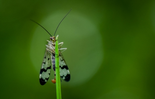 2019-05-10/Mickmac
Mickmac [Macro et proxiphotographie nature]
