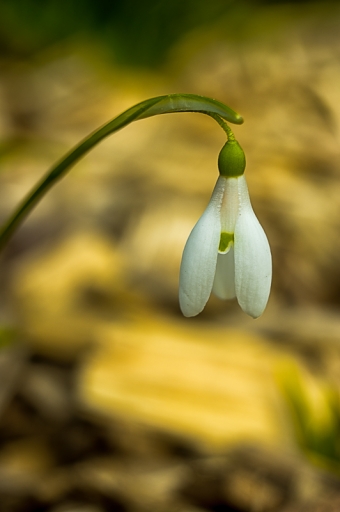 2018-03-27/TOFTOF
TOFTOF [Flore et Botanique]
