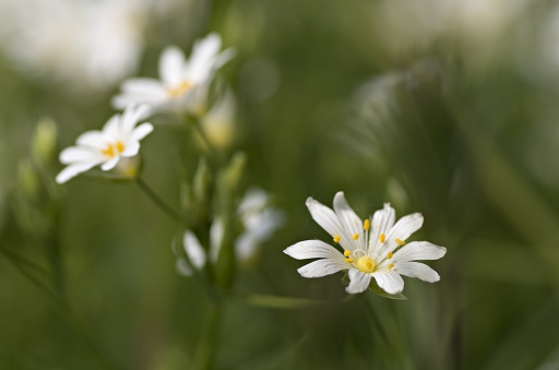 2014-04-11 / Mathieu
Mathieu [Fleurs]
