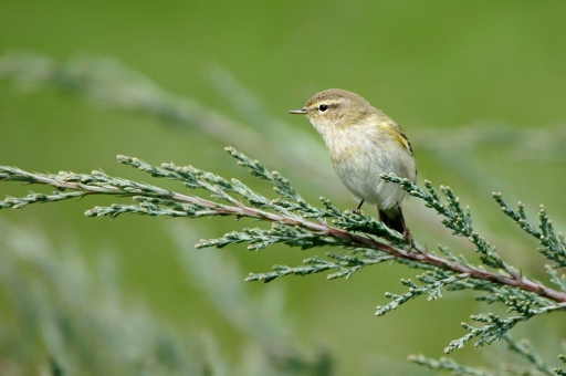 2019-04-05/charlysouho
charlysouho [Faune sauvage]
