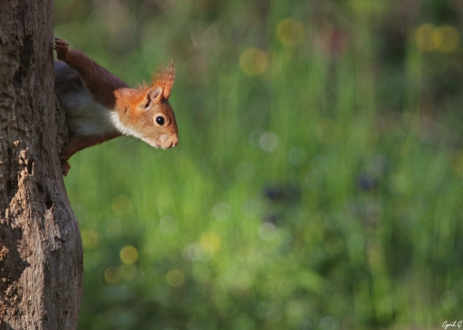 2019-11-20/CarpoDingo
CarpoDingo [Faune sauvage]
