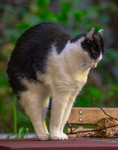 2020-03-04/Katmandude 
Katmandude  [Animaux domestiques ou captifs]
