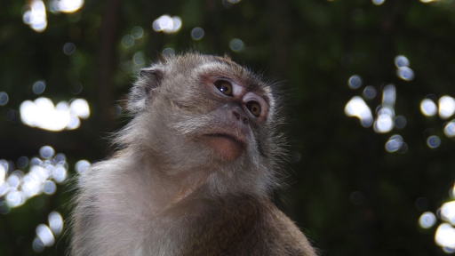 2018-10-10/ papa
papa   [Animaux domestiques ou captifs]
